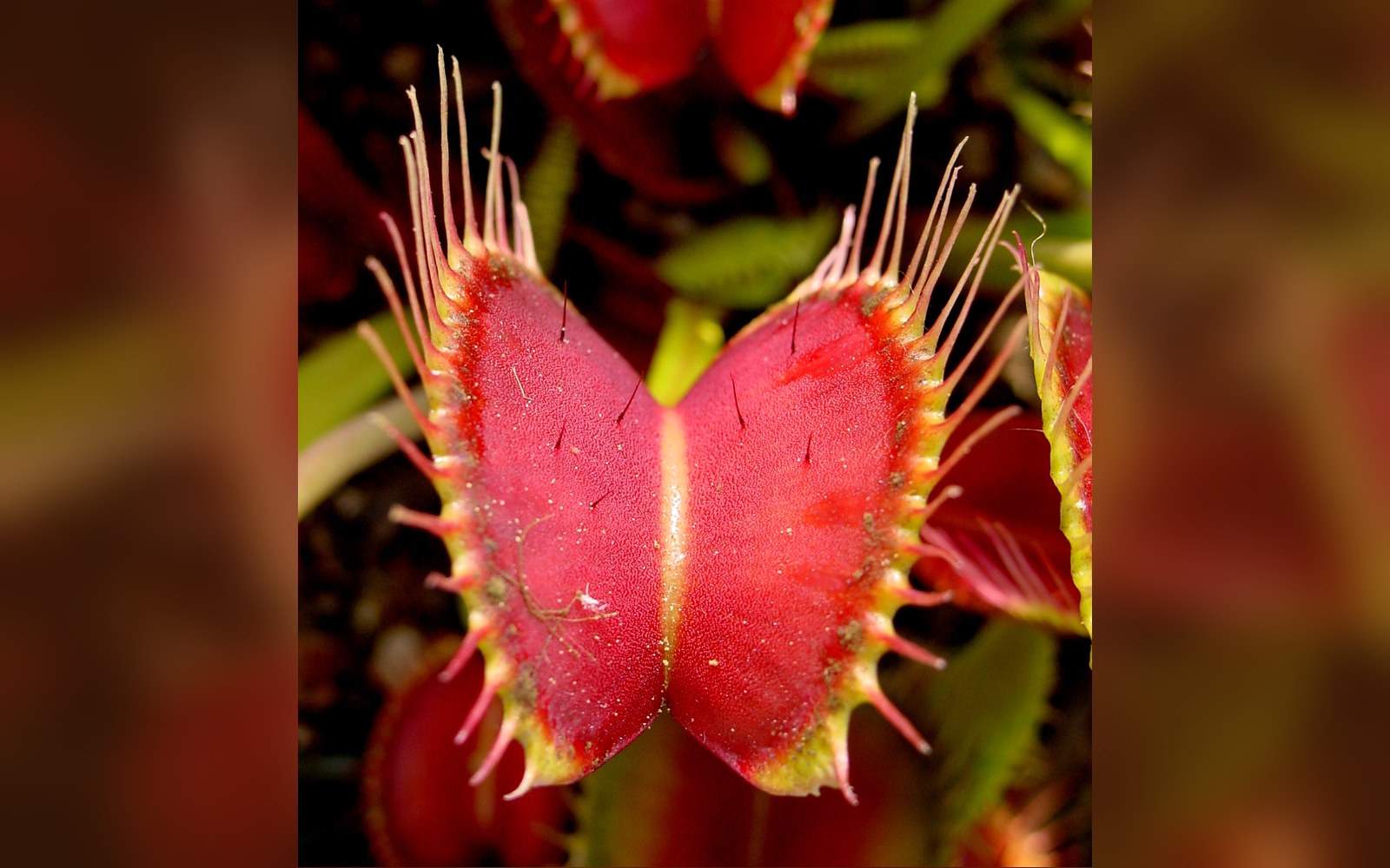 Close-up of an open venus flytrap trap showing red interior and spiky teeth-like cilia