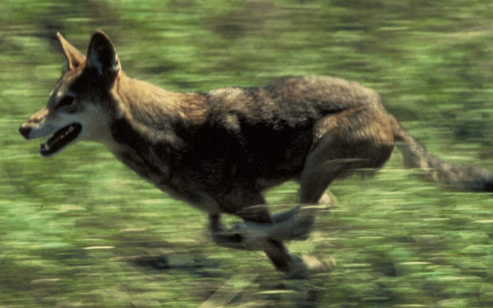 A red wolf sprints across a grassy field with all four legs airborne